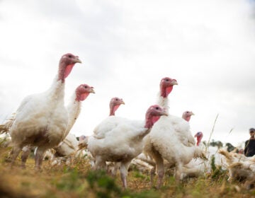 Broad Breasted White turkeys roam their open-air enclosure. (Madeline Gray for NPR)