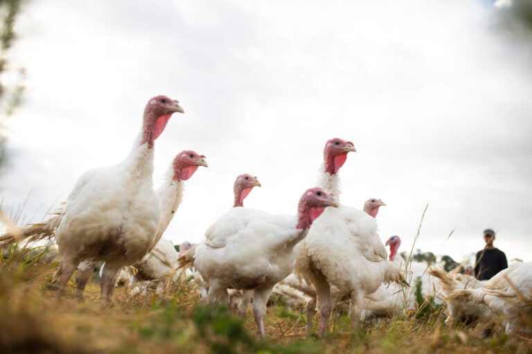 Broad Breasted White turkeys roam their open-air enclosure. (Madeline Gray for NPR)