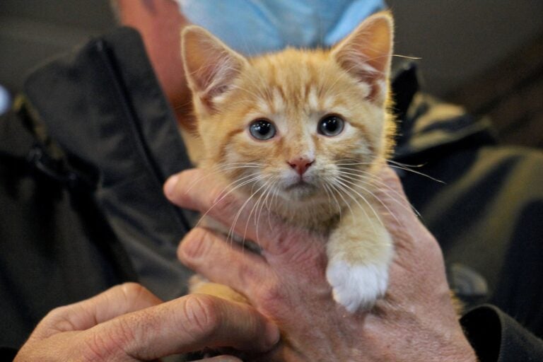 Brian Marshall holds Sonny, one of two kittens his family adopted