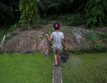 A child carries palm kernels collected from the ground across a creek at a palm oil plantation in Sumatra, Indonesia, Monday, Nov. 13, 2017. (AP Photo/Binsar Bakkara)