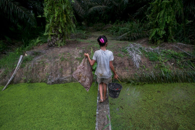 A child carries palm kernels collected from the ground across a creek at a palm oil plantation in Sumatra, Indonesia, Monday, Nov. 13, 2017. (AP Photo/Binsar Bakkara)