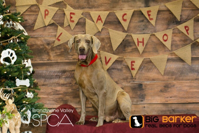 Nelson the dog sits on a Barker Bed next to a Christmas tree