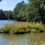 Floating wetlands at Trap Pond State Park.