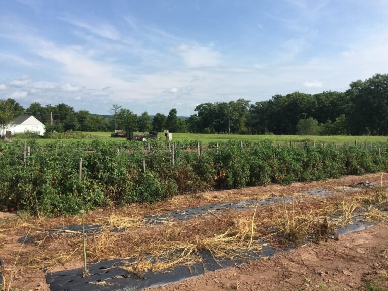 This 23-acre farm owned by Suzanne Banyacsky is one of three new additions to the Montgomery County Agricultural Land Preservation Program. (Courtesy of the Montgomery County Planning Commission)