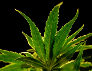 A closeup of a marijuana plant