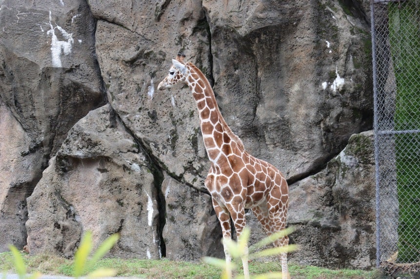 Bea, a 15-month-old female giraffe, is pictured at the Philadelphia Zoo.