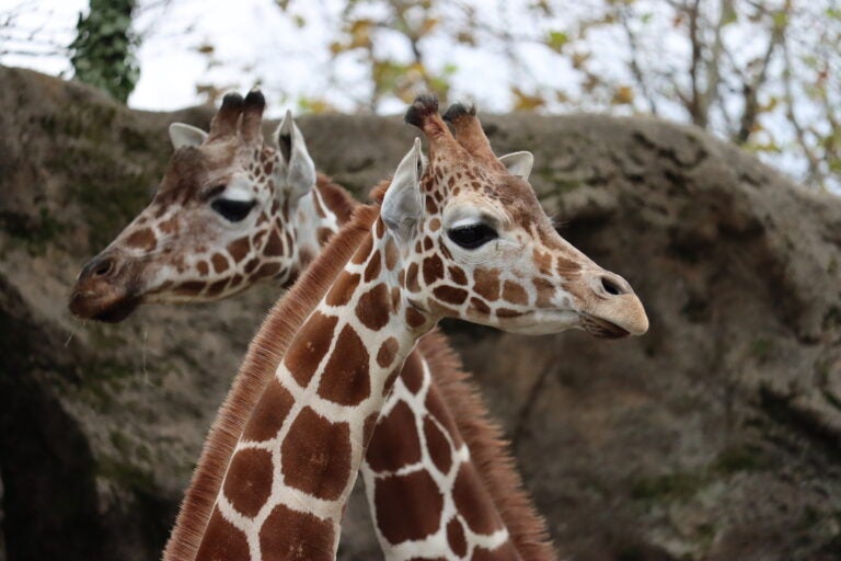 Bea is pictured at the Philadelphia Zoo with her herd mate.