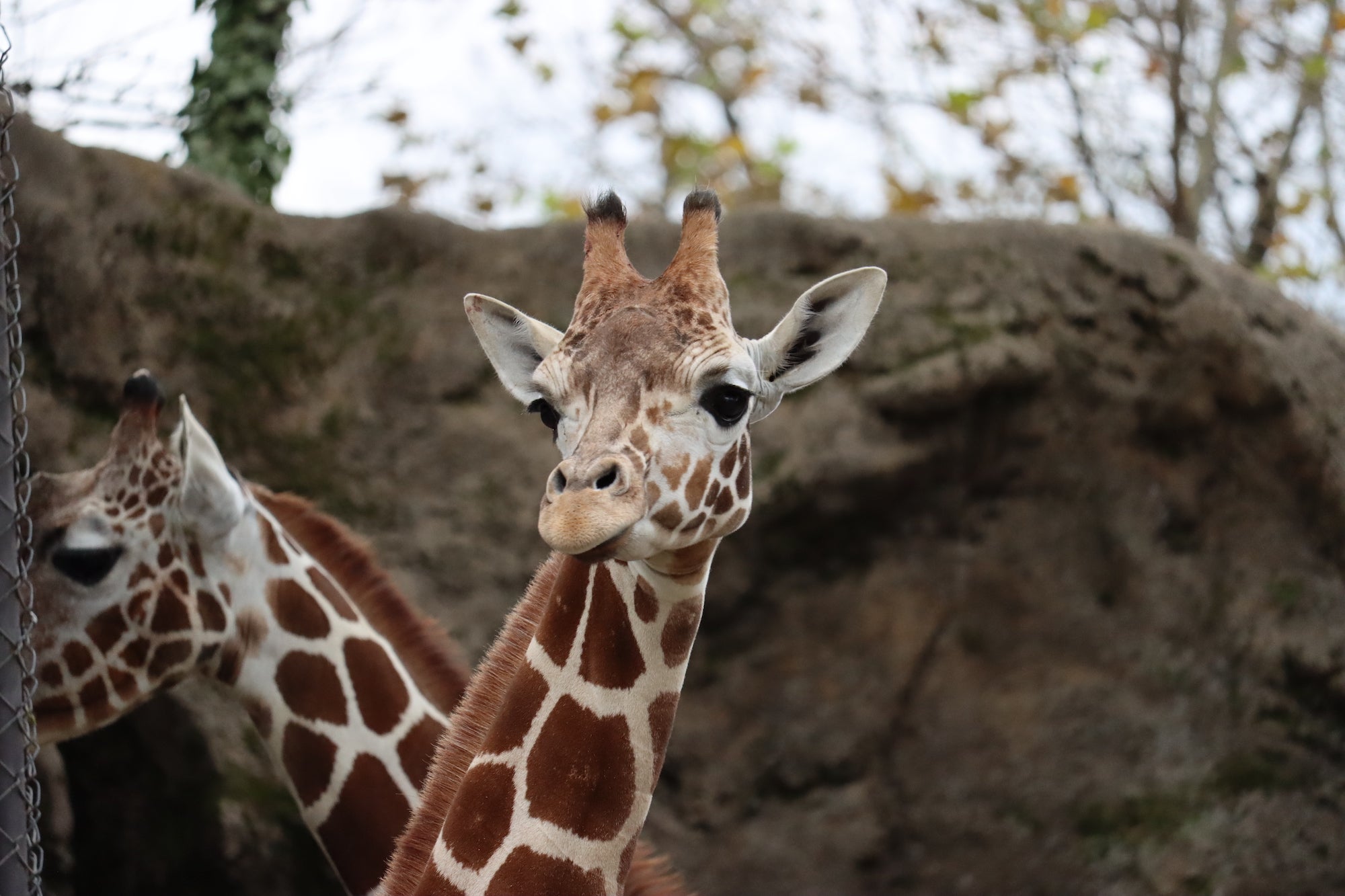 Bea, a 15-month-old female giraffe, is pictured at the Philadelphia Zoo.