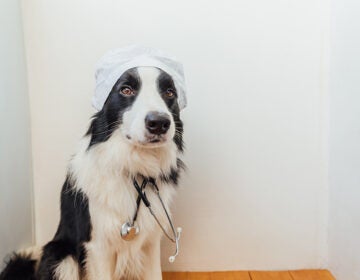 A border collie dog with a stethoscope and dressed in doctor costume