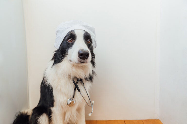 A border collie dog with a stethoscope and dressed in doctor costume