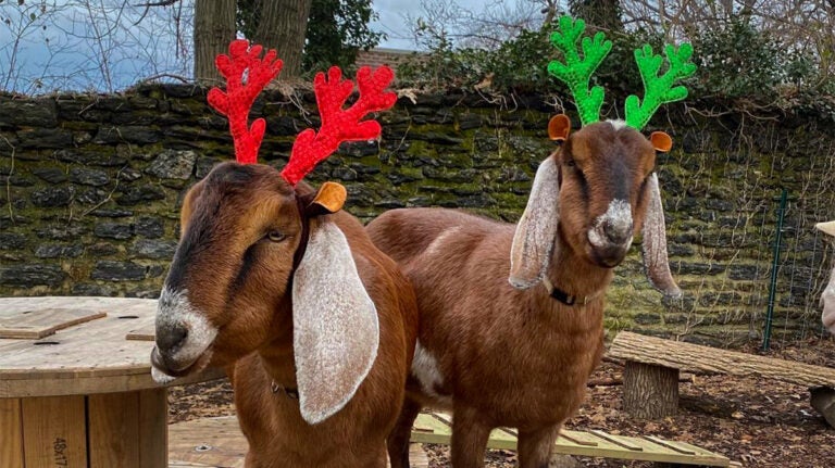 Two festive goats hang out at Awbury Arboretum