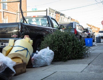 Christmas trees put out in the trash
