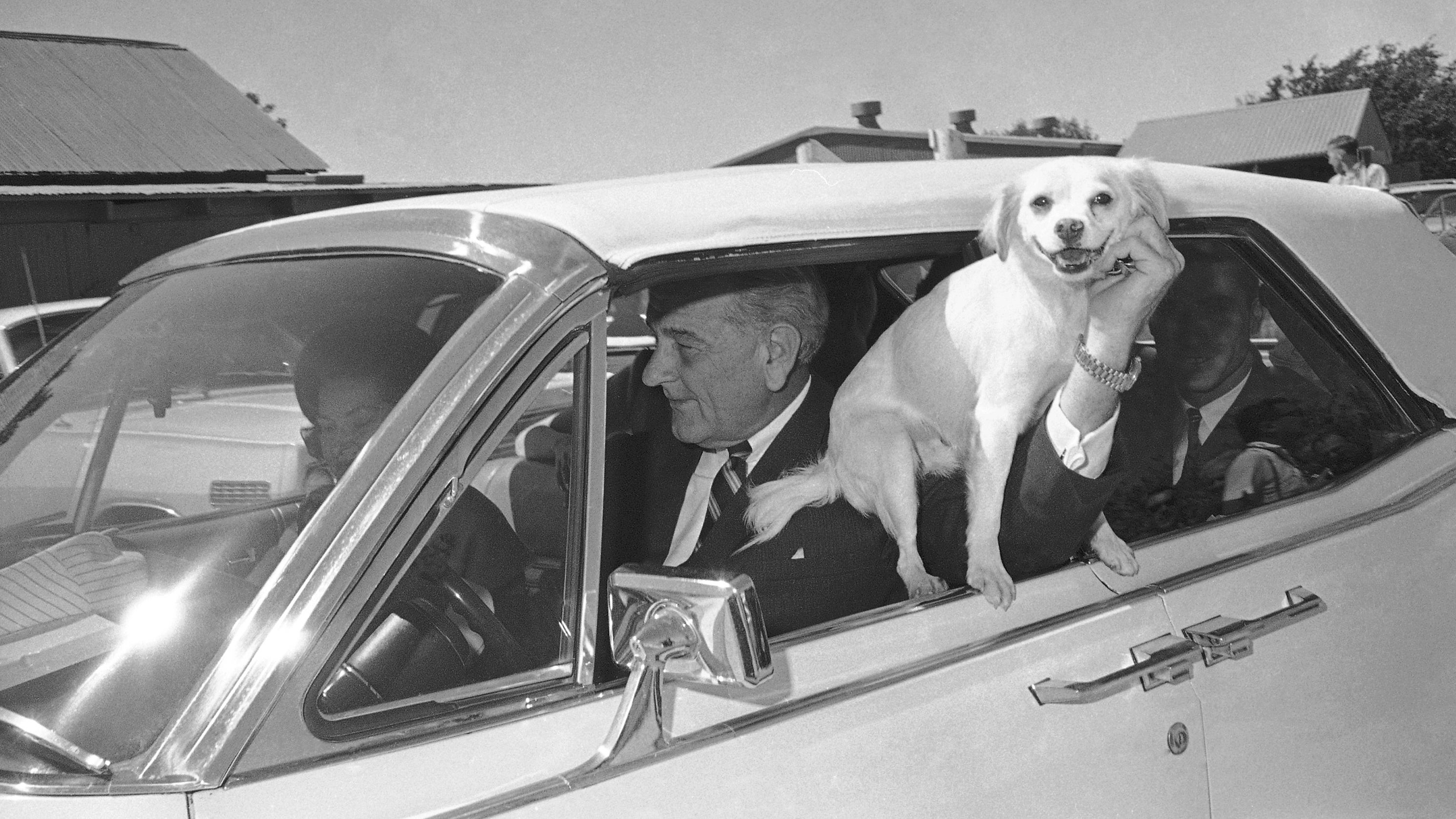 Yuki, President Lyndon Johnson's dog, is held out the window of the car driven by LBJ as the first family starts a ride around the Texas ranch in Stonewall