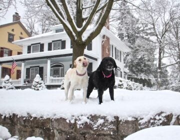 Dogs frolic in their snowy yard in Moorestown, N.J.