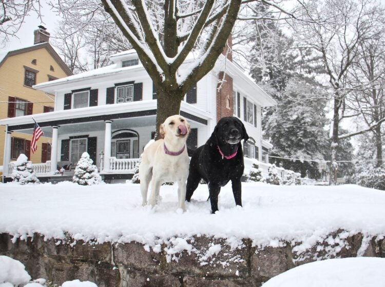 2021 02 18-e lee-moorestown nj-snowstorm dogs Dogs frolic in their snowy yard in Moorestown, N.J.