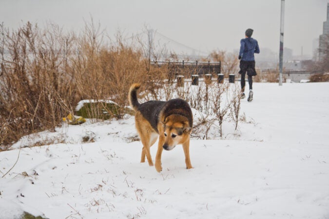 Gigi does a little early morning sniffing in the snow