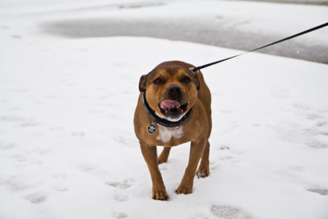 Bricks catches a flake during a winter storm