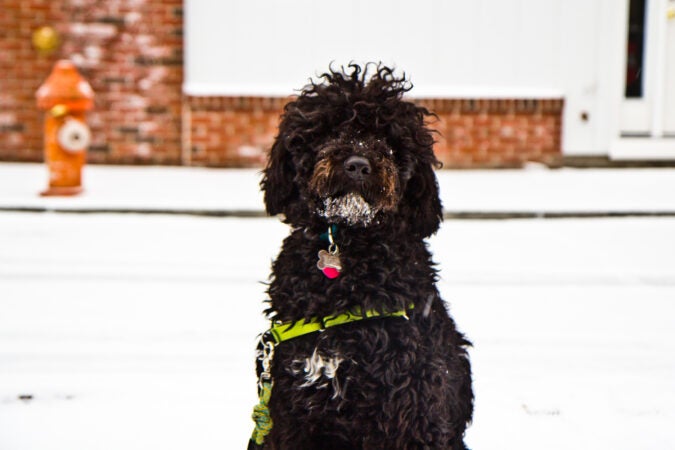 Rigs rocks a snow beard during a winter storm