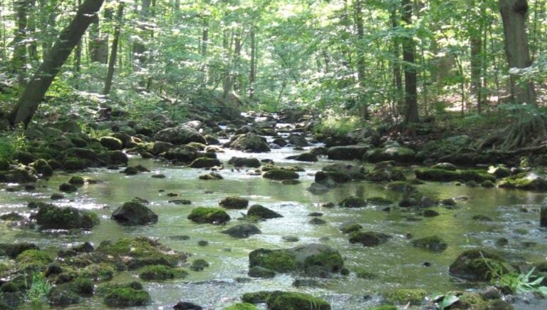 File photo: The wetlands and woodlands of the Upper Tohickon Creek watershed are near the proposed quarry site in Springfield, Bucks County. (Courtesy pf the Upper Tohickon Watershed Association)