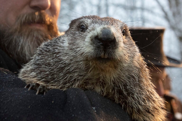 Groundhog Club co-handler Al Dereume holds Punxsutawney Phil