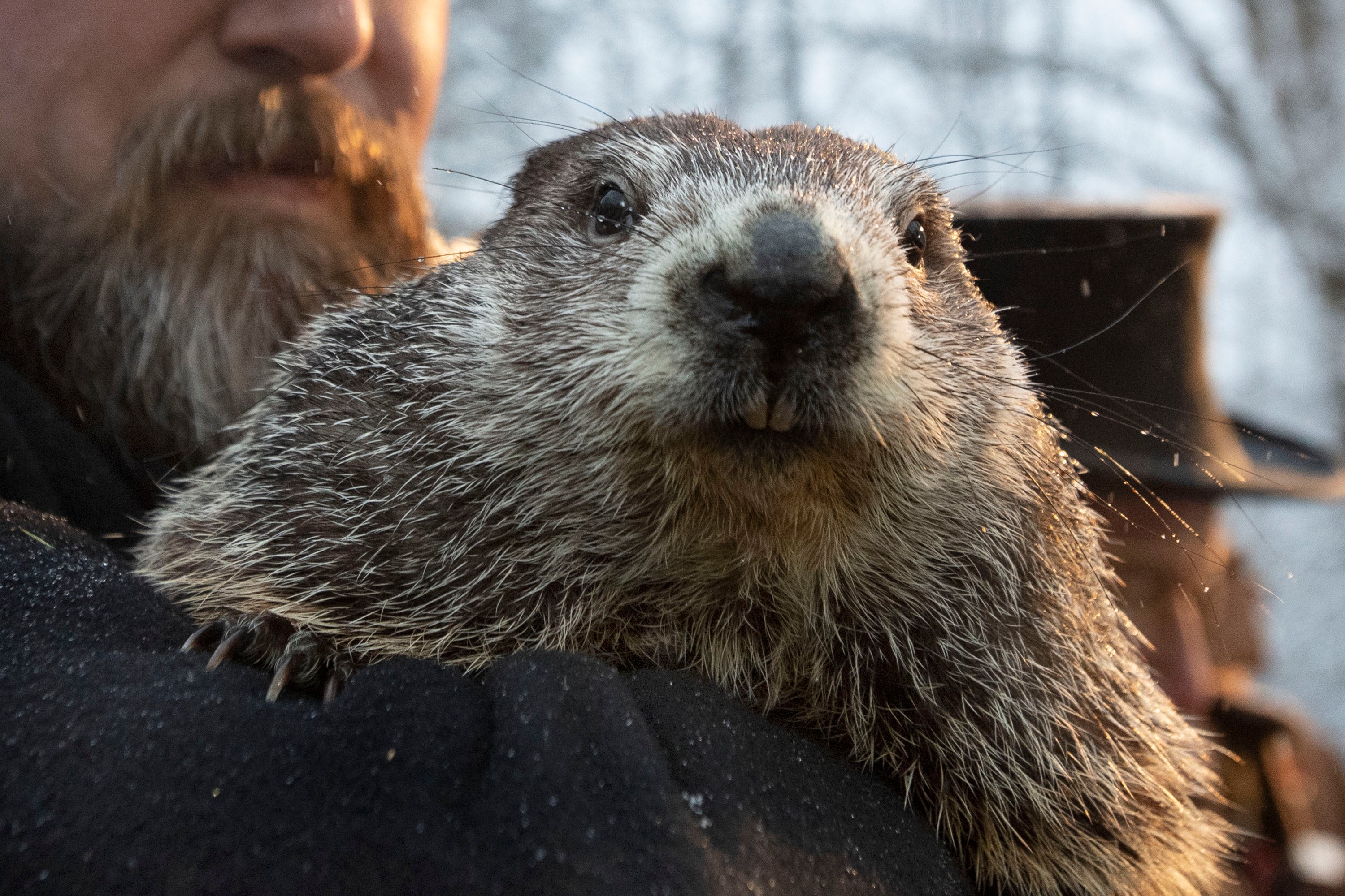 Groundhog Day 2024 Nyc Rosa Wandie