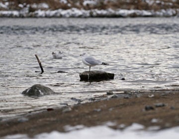 Birds move near the bank of the Delaware River in Easton