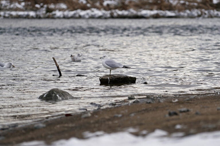 Birds move near the bank of the Delaware River in Easton