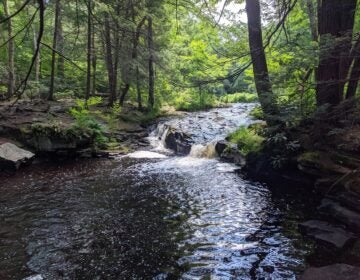 The east branch of Wallenpaupack Creek runs through Promised Land State Park in Pike County. (Rachel McDevitt/StateImpact Pennsylvania)