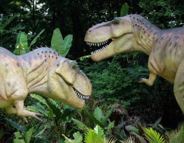 A pair of animatronic T-Rexes