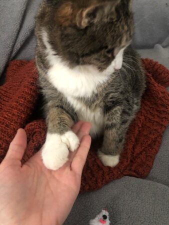 Gigi places her paw in a human's hand