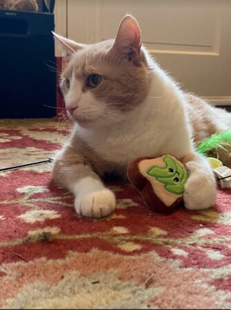 Peppy sits on the floor with a toy