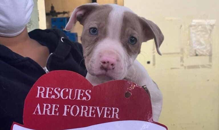 A PSPCA worker holds a cute puppy and his valentine