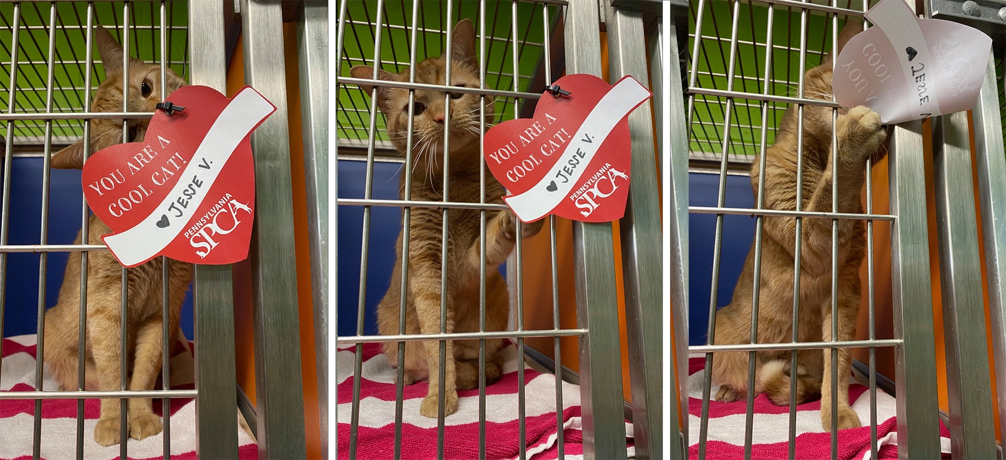 Philbert the cat inspects a valentine.