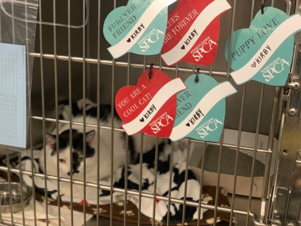 Chucky sits in a kennel with valentines fixed to the front