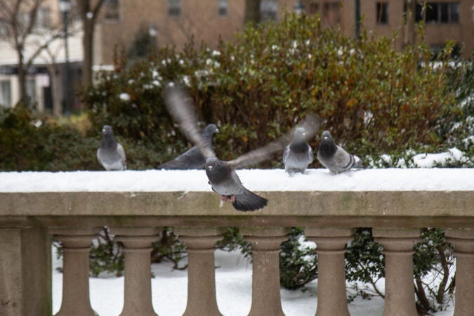 Pigeons revel in the snow at Rittenhouse Square