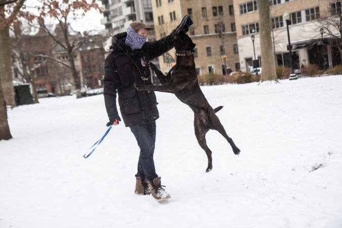 Zucchini jumps for a frisbee in Rittenhouse Square.