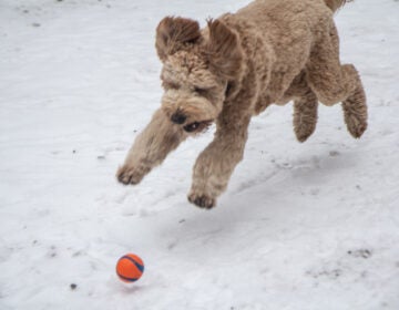 Jones pounces a ball at Rittenhouse Square.