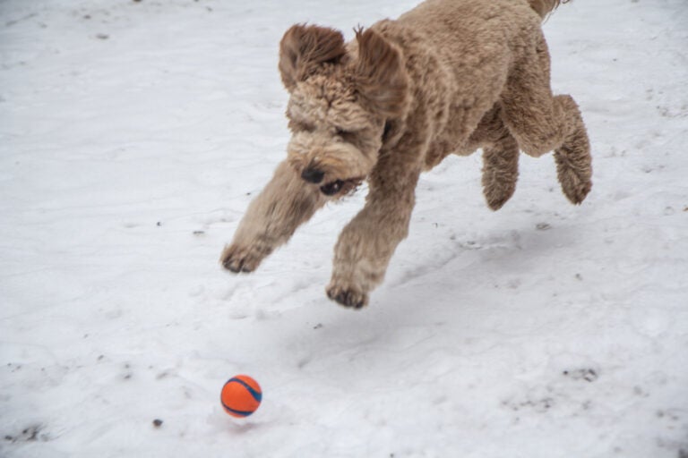 Jones pounces a ball at Rittenhouse Square.