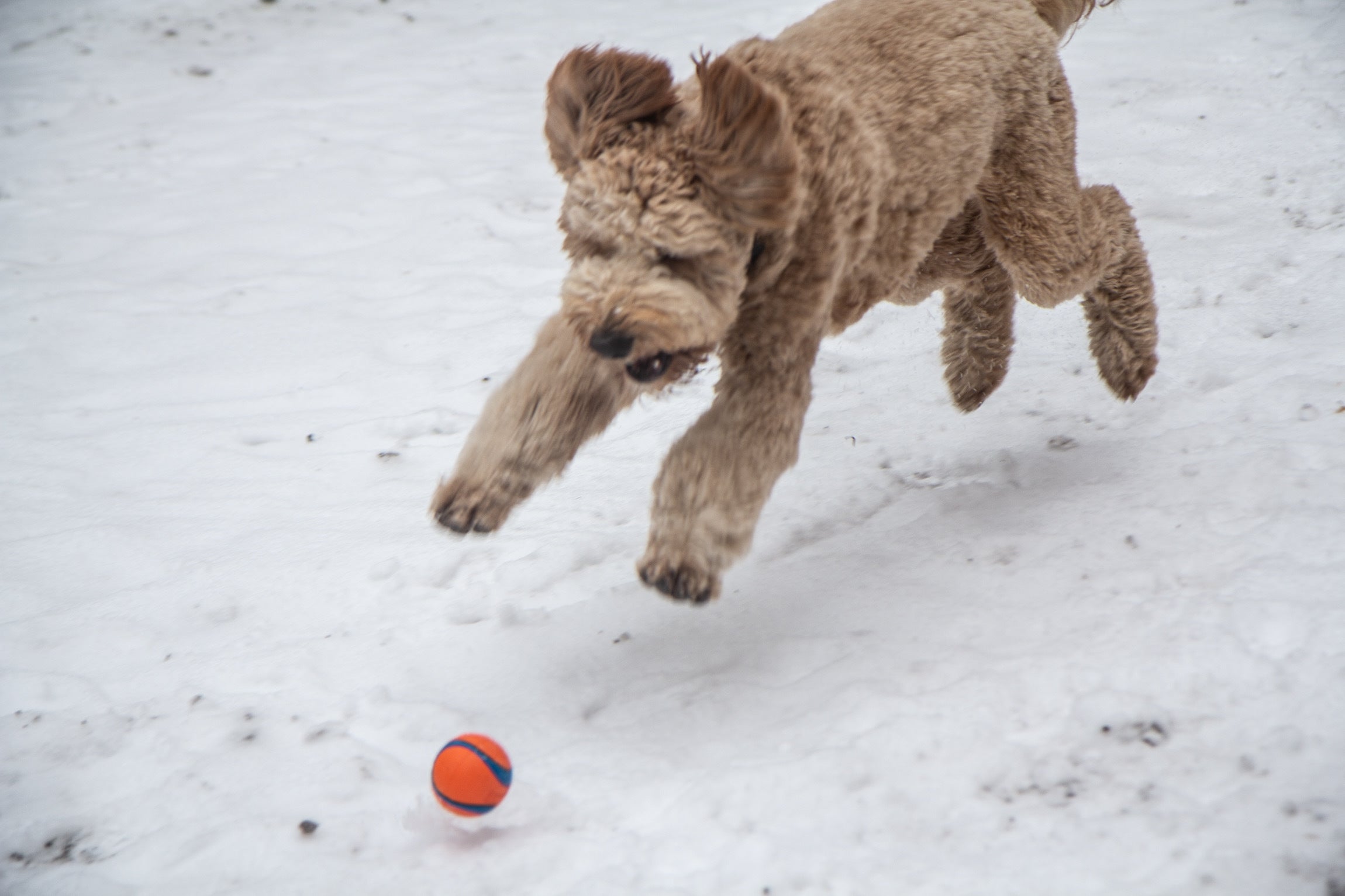 Jones pounces a ball at Rittenhouse Square. 