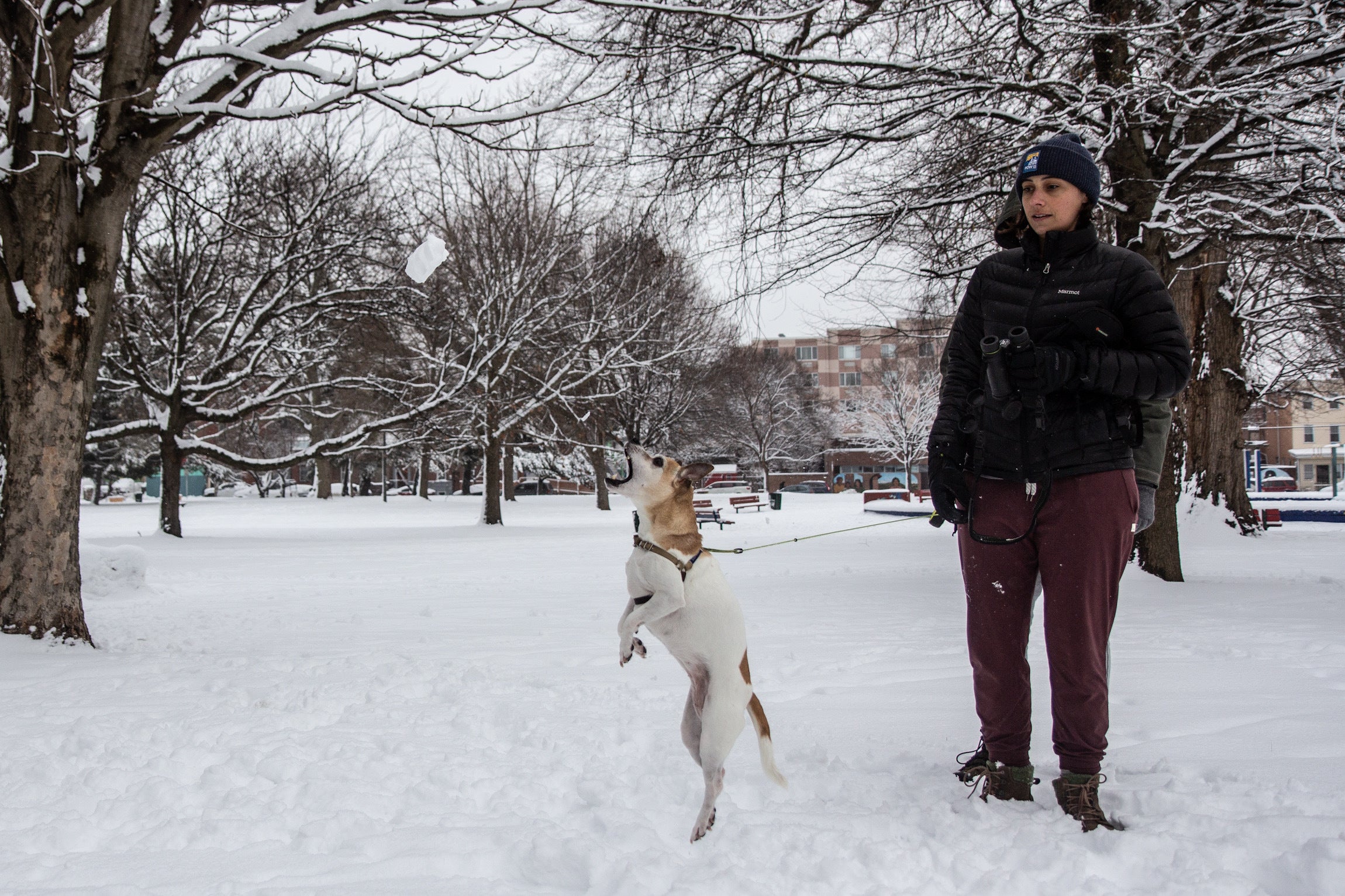 Joey lunges for a snowball at Norris Square Park