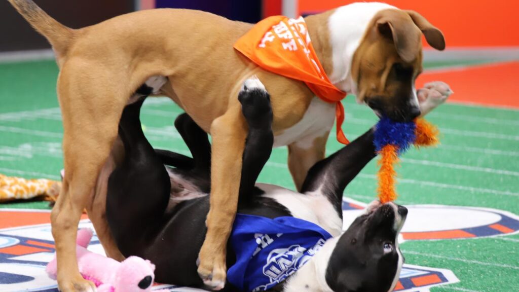 A tan puppy holds a toy in their mouth while standing over a black and white puppy