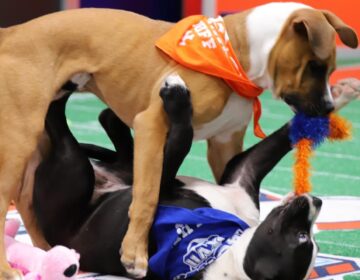 A tan puppy holds a toy in their mouth while standing over a black and white puppy