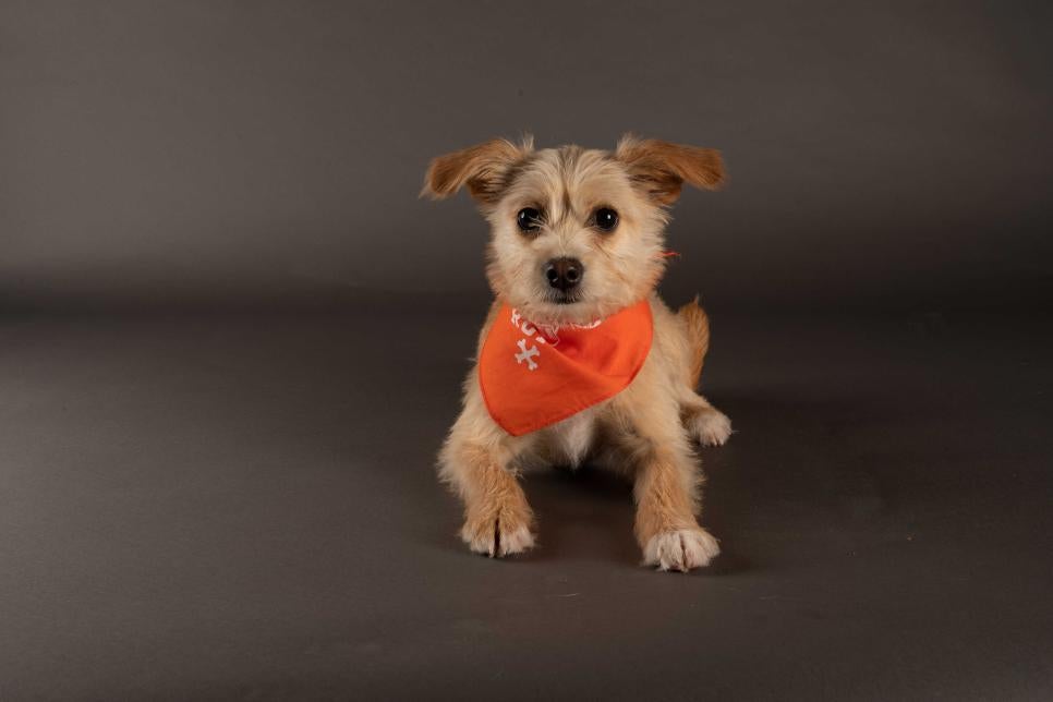 Puppies! And Punxsutawney Phil, kittens and guinea pigs ready for Puppy Bowl  