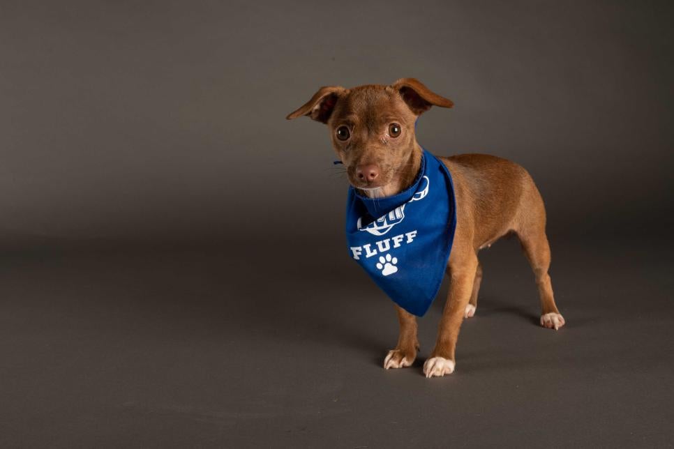 Puppy Pacific appears off-center while while wearing a Team Fluff bandana