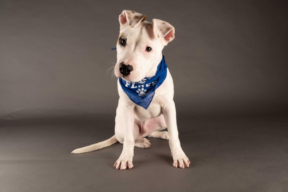 Puppy Ray tilts their head while wearing a Team Fluff bandana