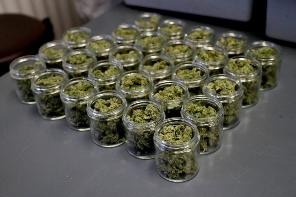 Marijuana buds are seen in prescription bottles
