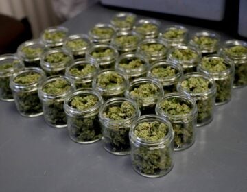 Marijuana buds are seen in a prescription bottle as they are sorted at Compassionate Care Foundation's grow house, Friday, March 22, 2019, in Egg Harbor Township, N.J. (AP Photo/Julio Cortez)