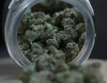 Marijuana buds are seen in a glass jar