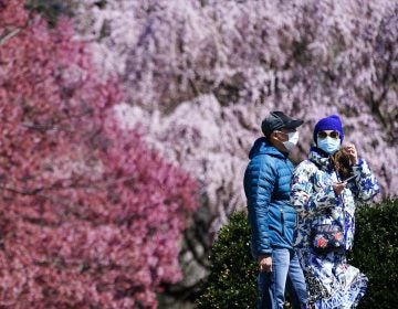 People wearing face masks walk past blossoming trees