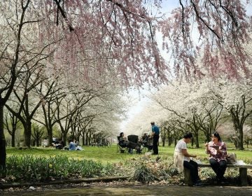People picnic amongst trees blooming with flowers at the Fairmount Park Horticulture Center